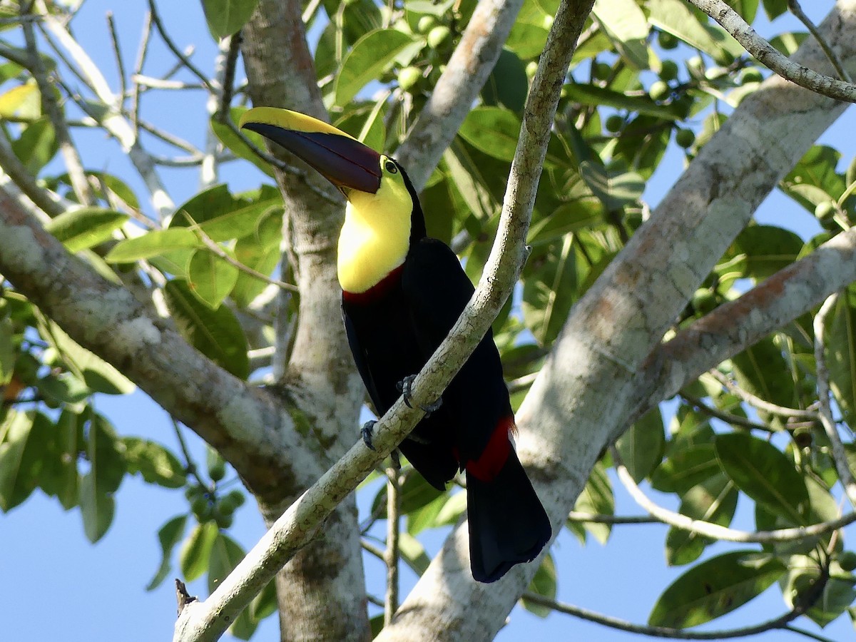 Yellow-throated Toucan - ML499586021