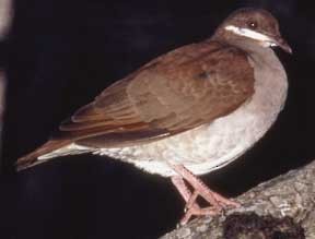 Key West Quail-Dove - ML499586911