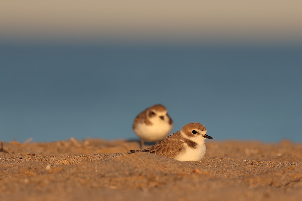 Snowy Plover - Brandon Stidum