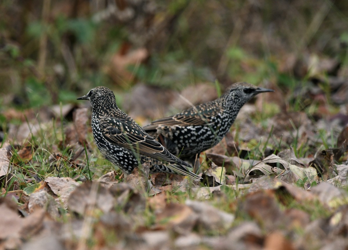 European Starling - jean pierre machet