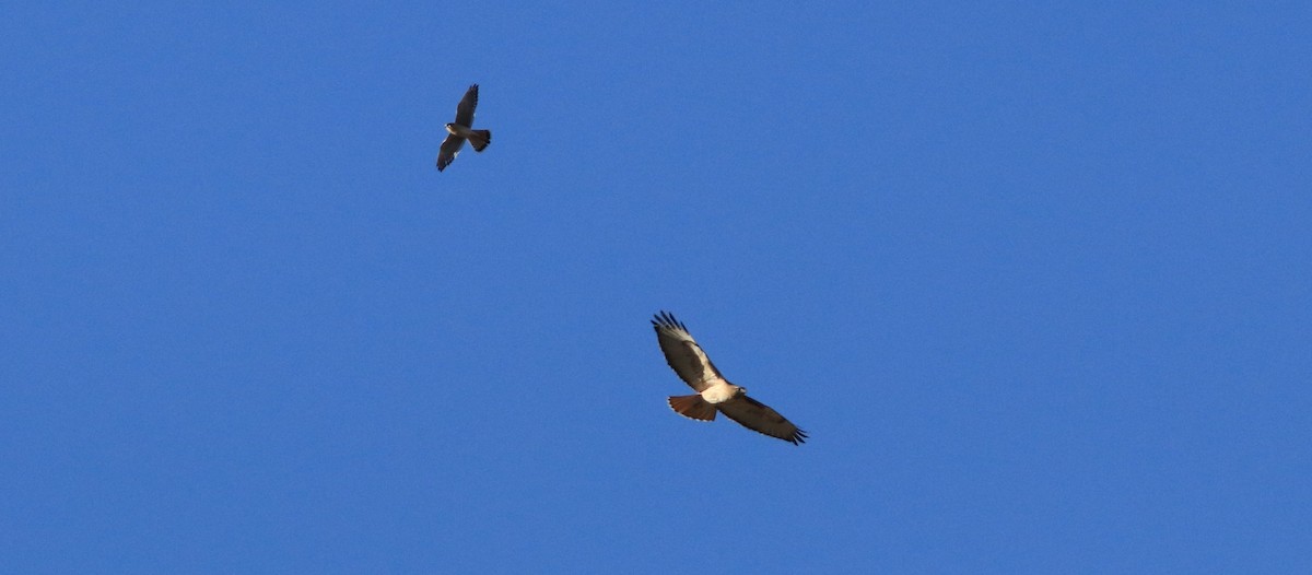 Red-tailed Hawk - ML49958801