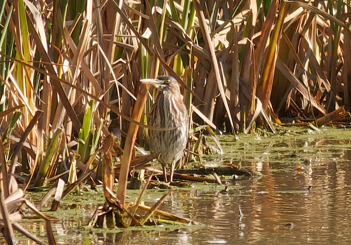 Green Heron - ML499588401