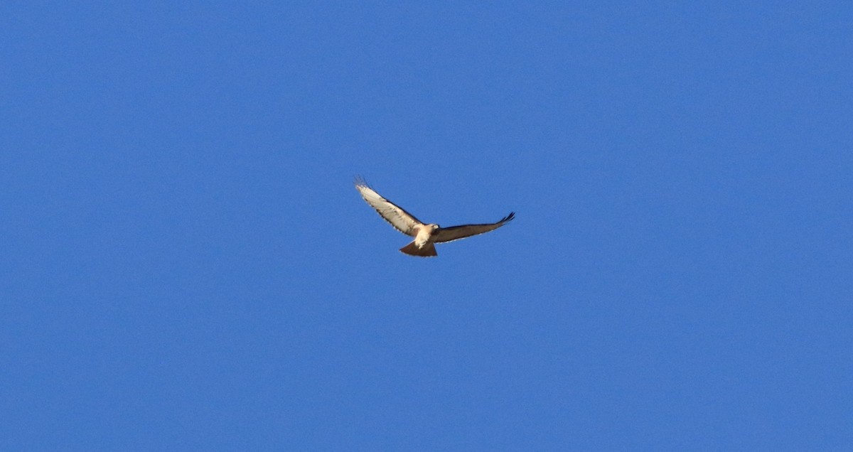 Red-tailed Hawk - ML49959101