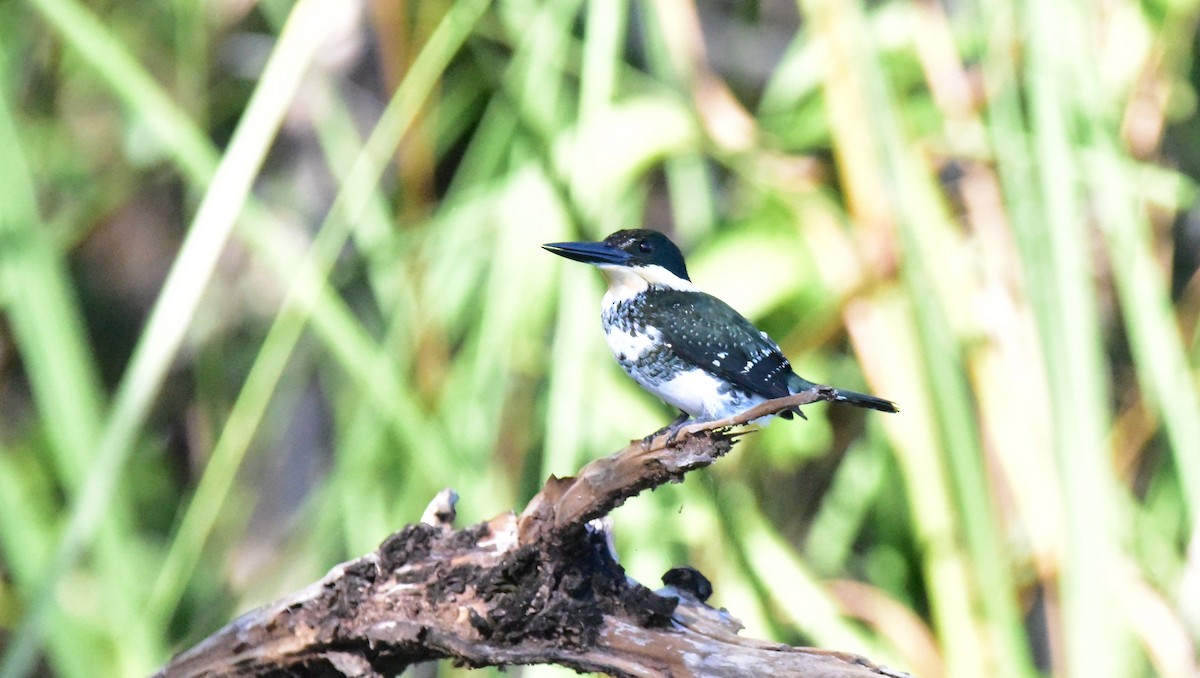 Green Kingfisher - Curtis McCamy