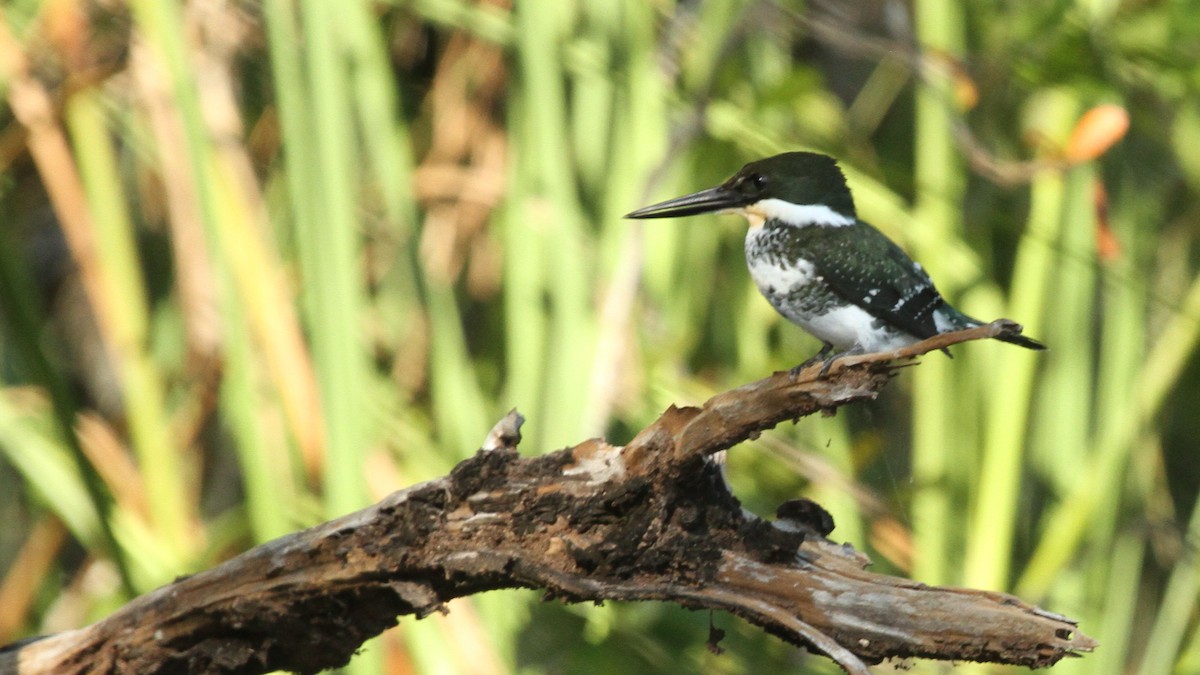 Green Kingfisher - ML49959351