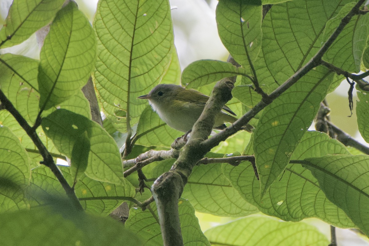 Lesser Greenlet (Northern) - ML499593521