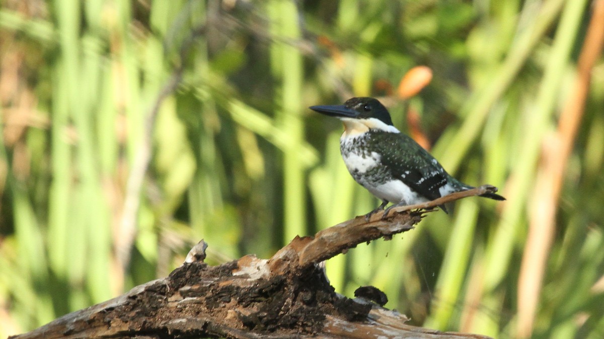 Green Kingfisher - ML49959391