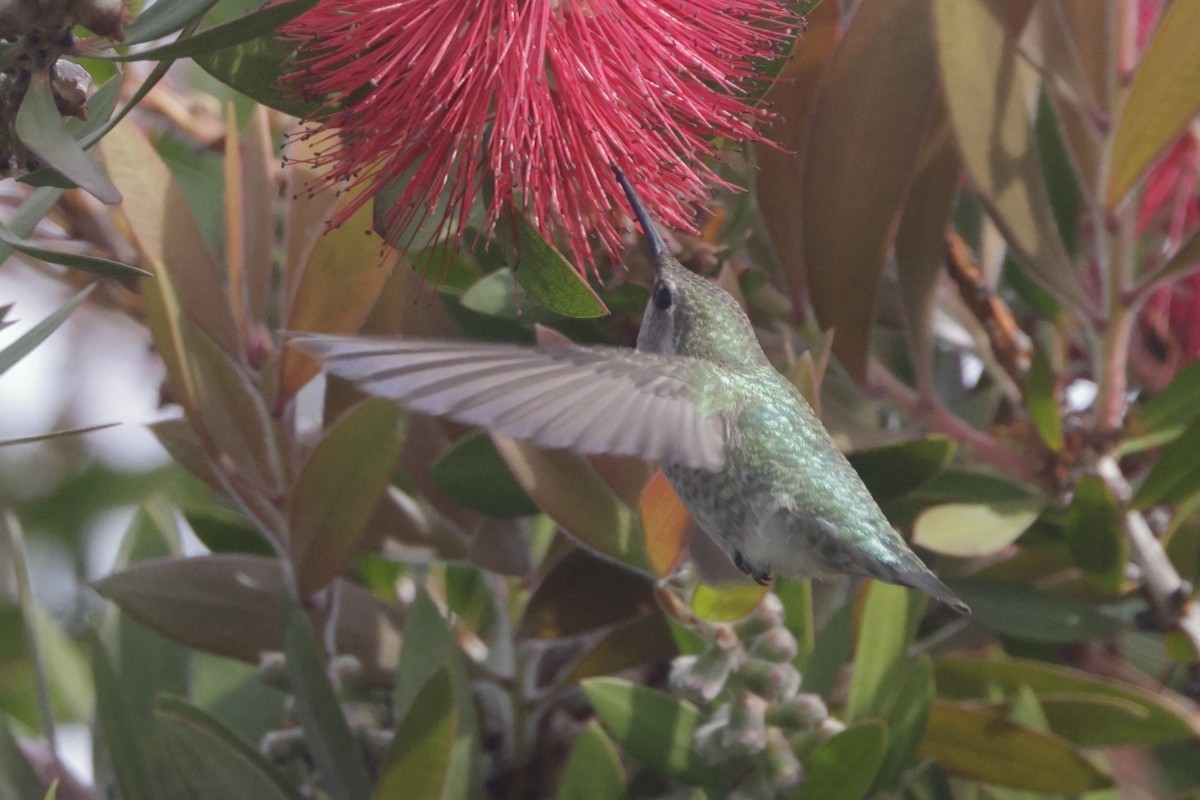 Anna's Hummingbird - ML499593921