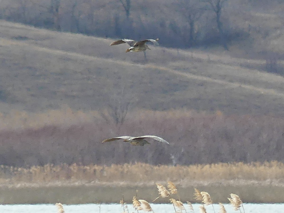 Ногоовор зашин - ML499594841