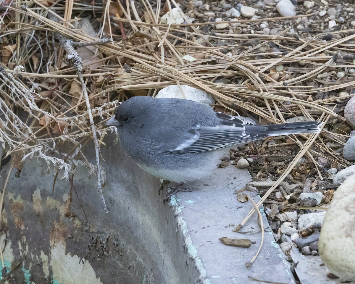 Junco Ojioscuro (aikeni) - ML499596141