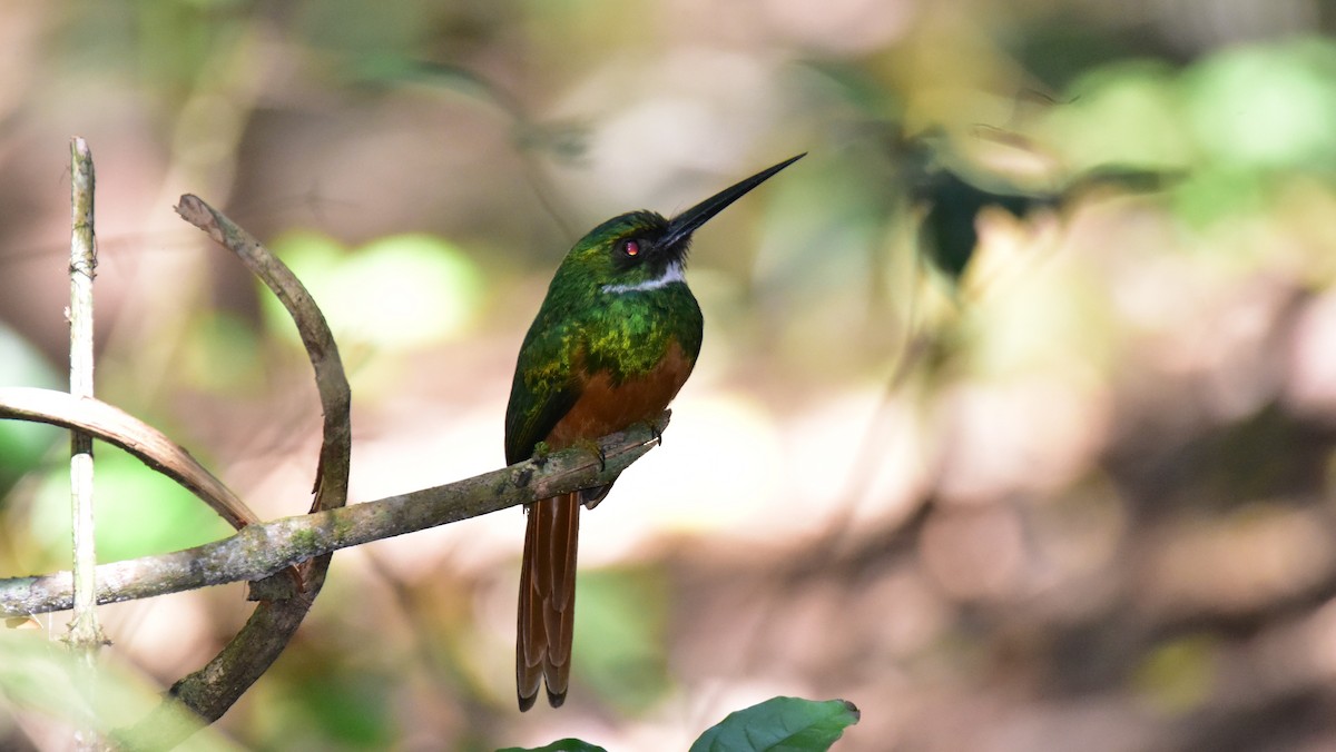 Jacamar à queue rousse - ML49959711