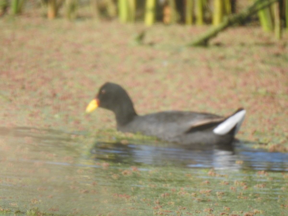 Red-gartered Coot - Fernanda Ferrari