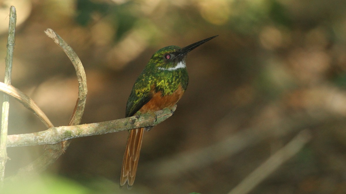 Rufous-tailed Jacamar - ML49959721