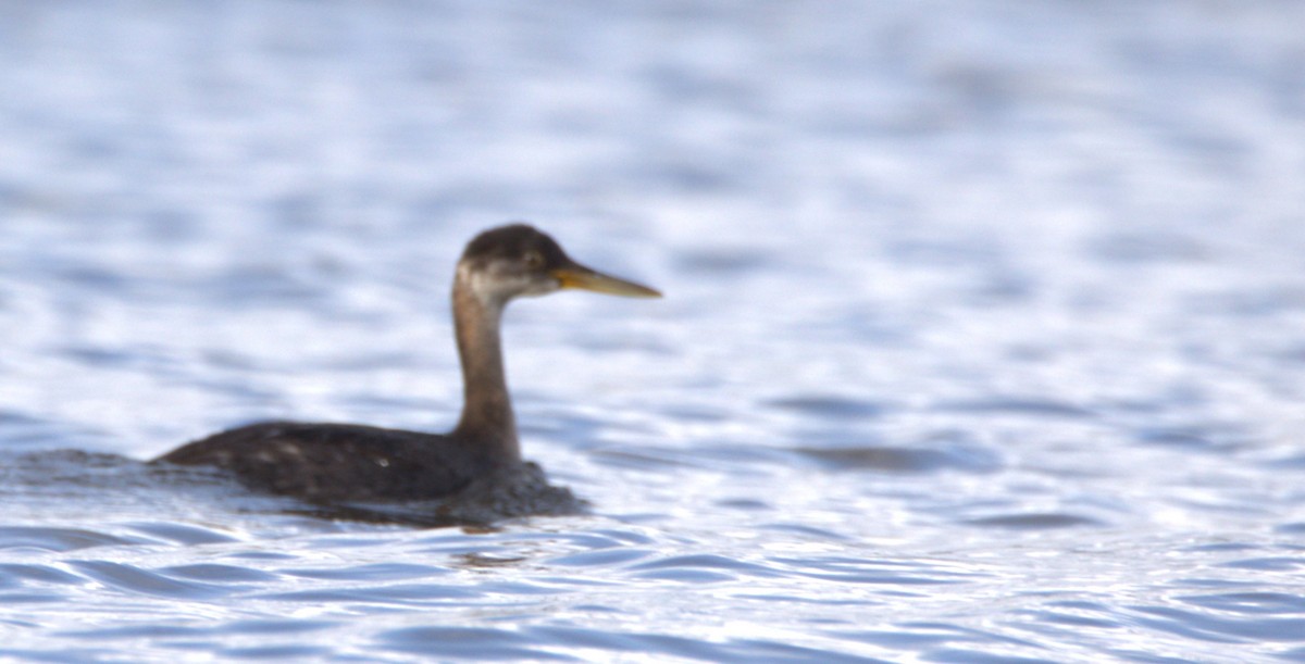 Red-necked Grebe - ML499598531