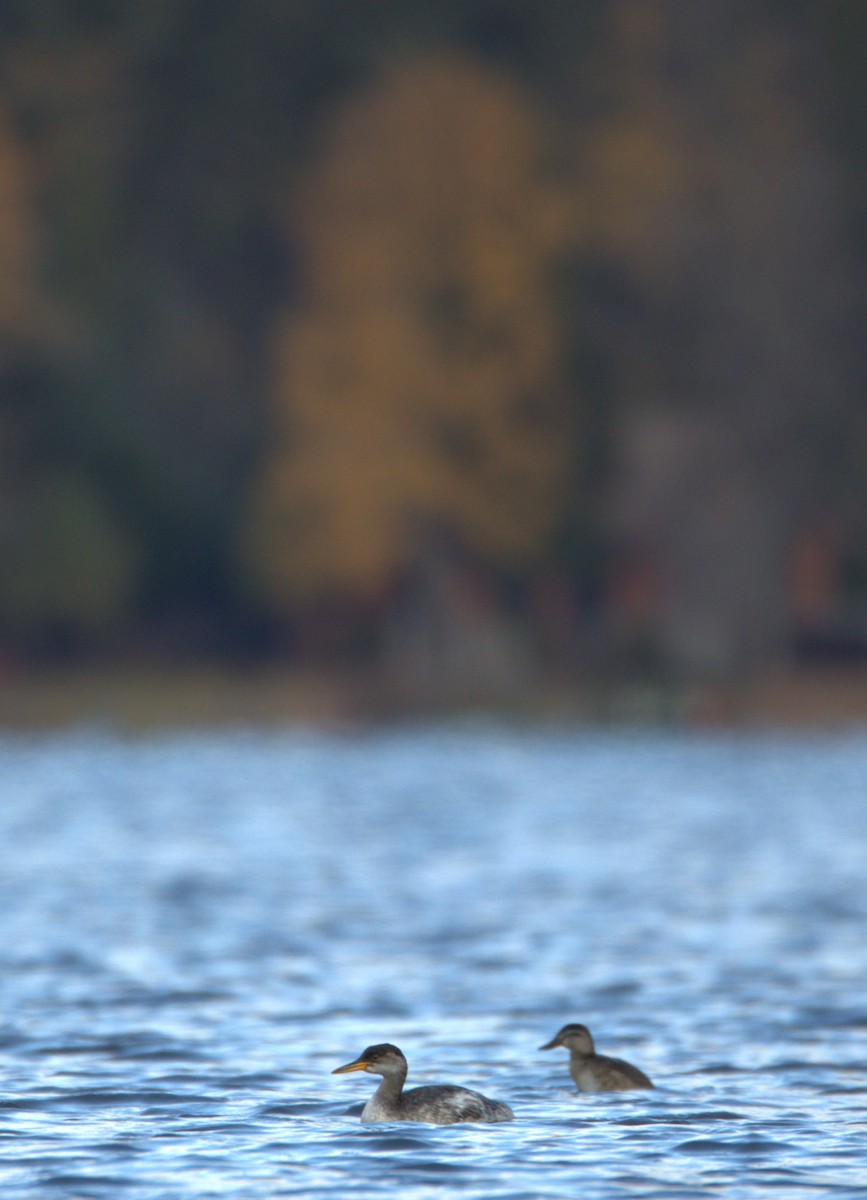 Red-necked Grebe - ML499598631