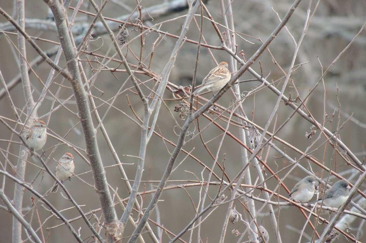 American Tree Sparrow - ML49959911