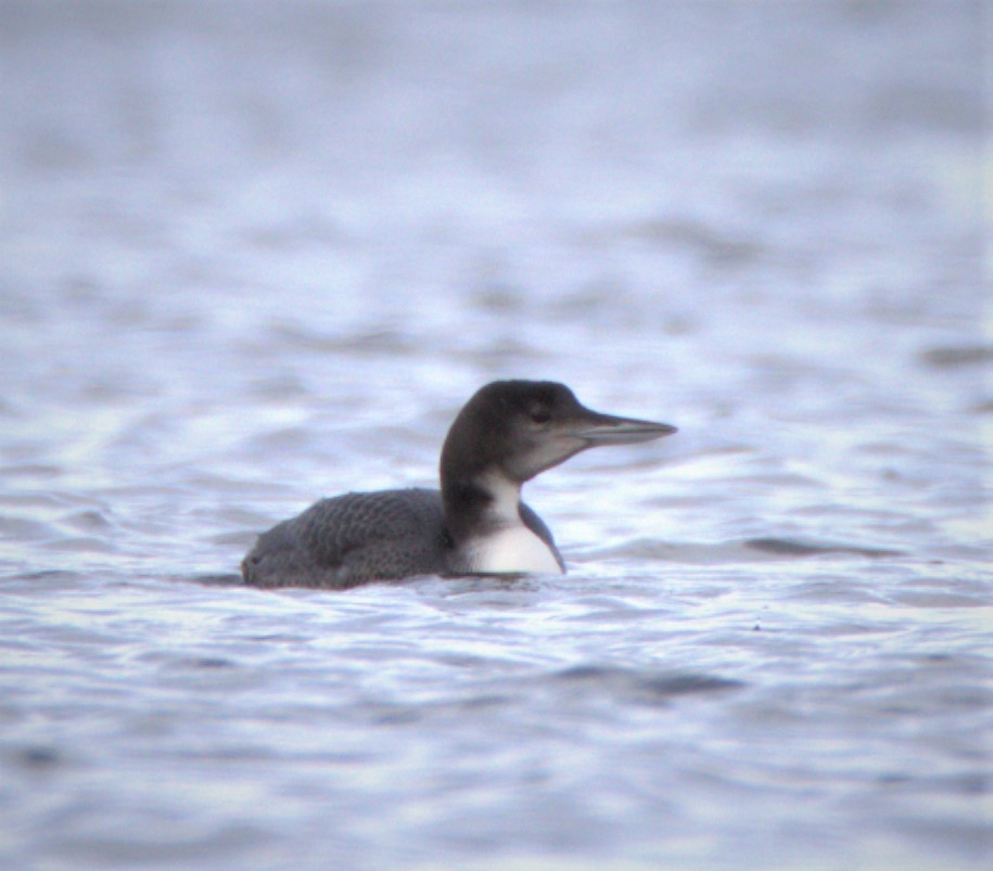 Common Loon - ML499599761