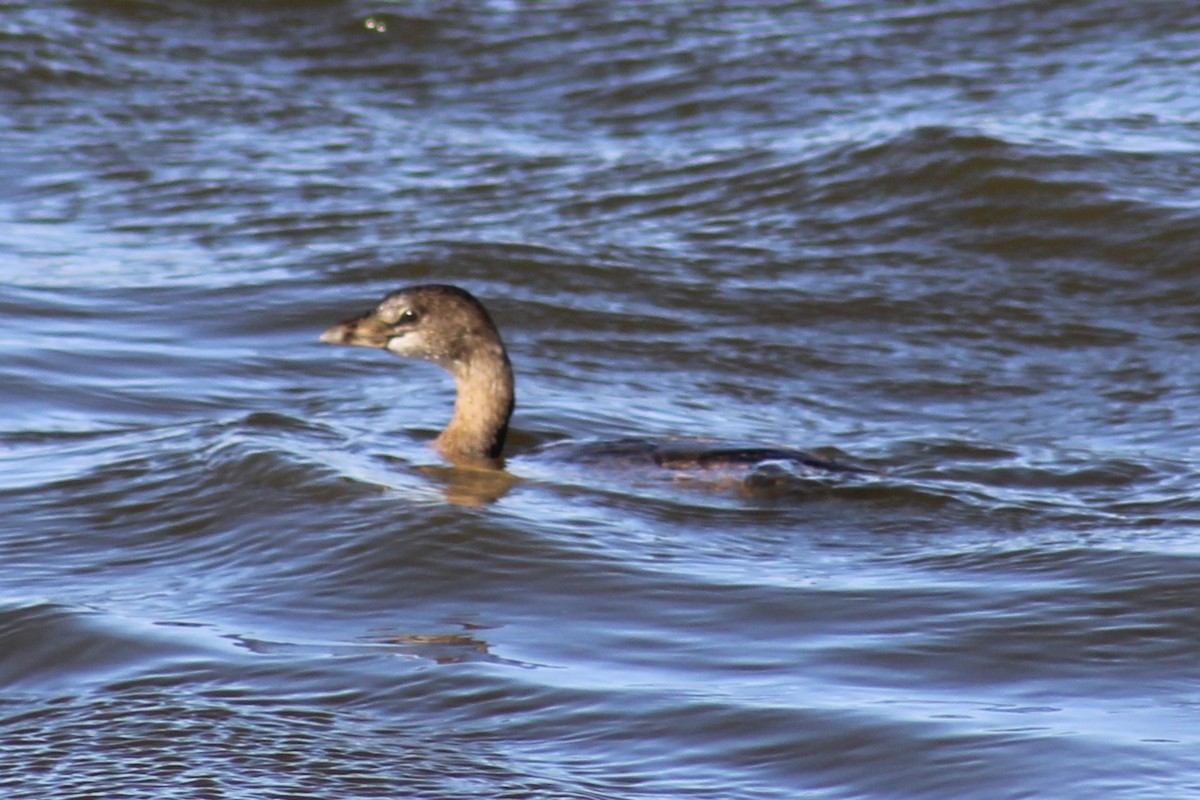 Pied-billed Grebe - Randy Maharaj