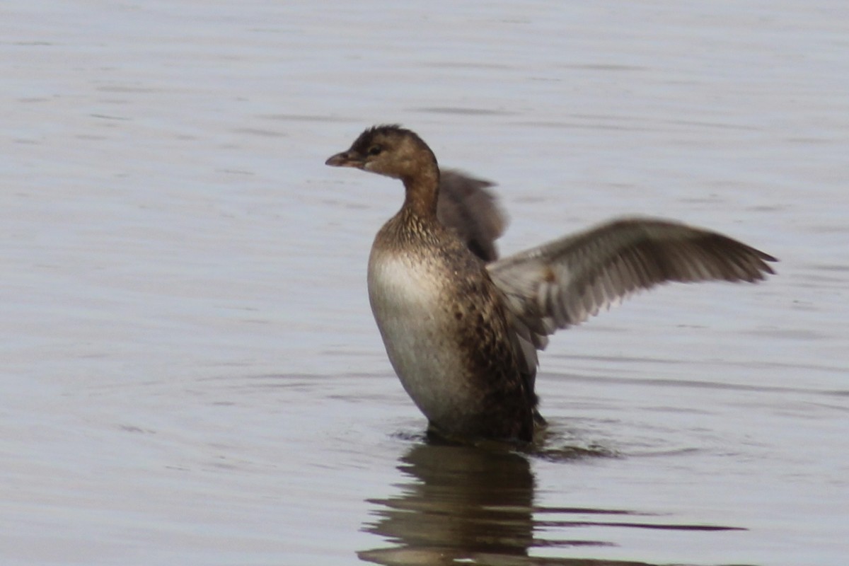 Pied-billed Grebe - ML499601951