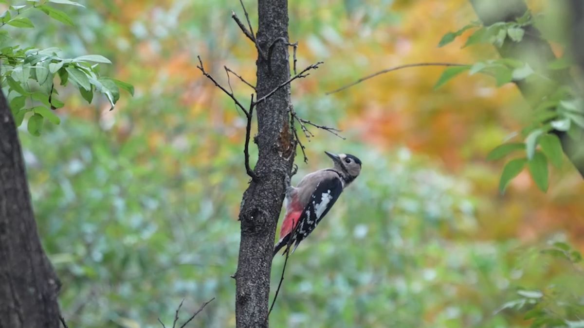 Great Spotted Woodpecker - EoJin Kim