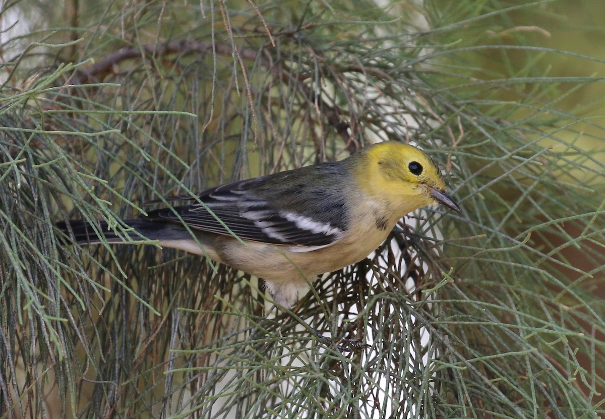 Hermit Warbler - Tom Benson