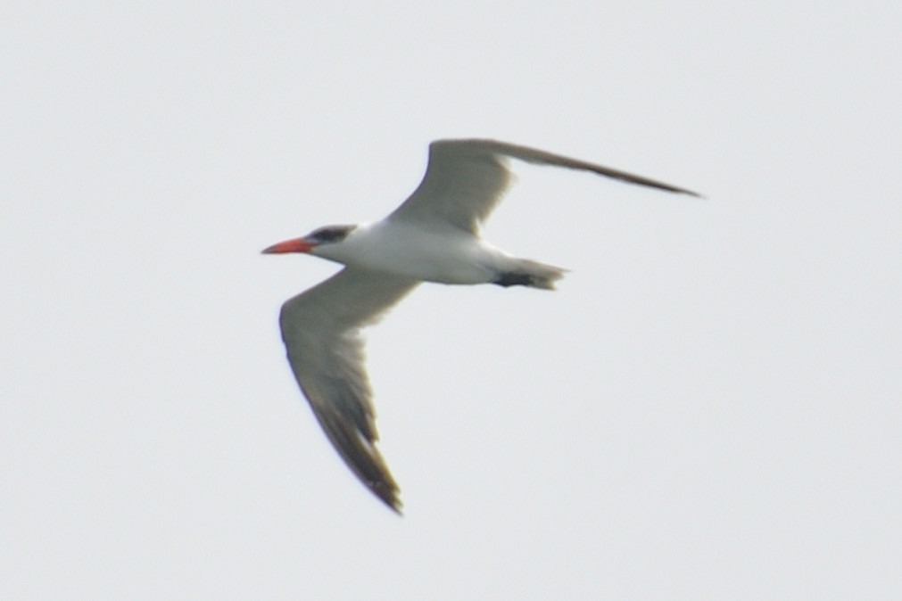 Caspian Tern - ML499602561