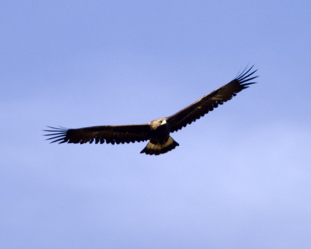 Golden Eagle - ML499602721