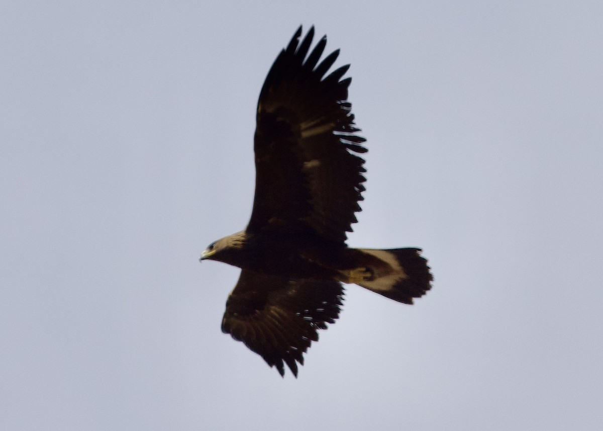 Golden Eagle - ML499602951