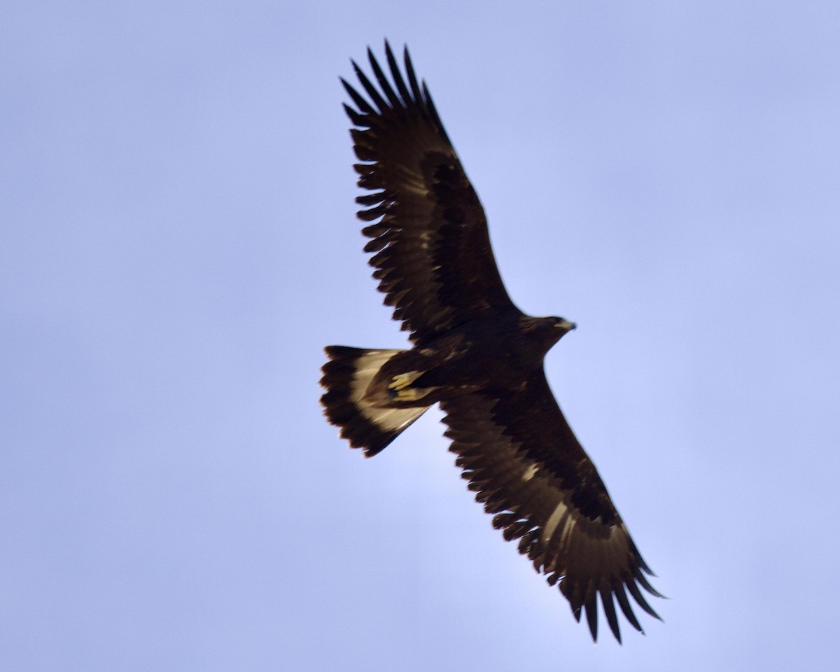 Golden Eagle - ML499603001