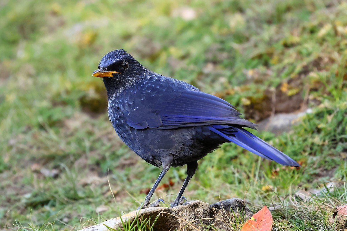 Blue Whistling-Thrush - ML499603091