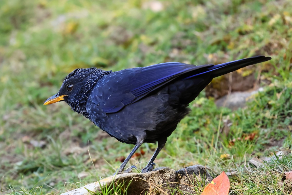 Blue Whistling-Thrush - ML499603181