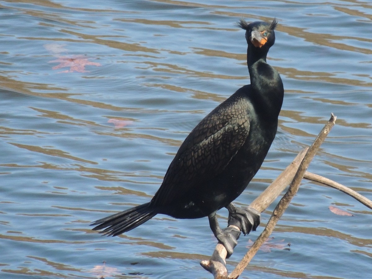 Double-crested Cormorant - Steven Schellenger