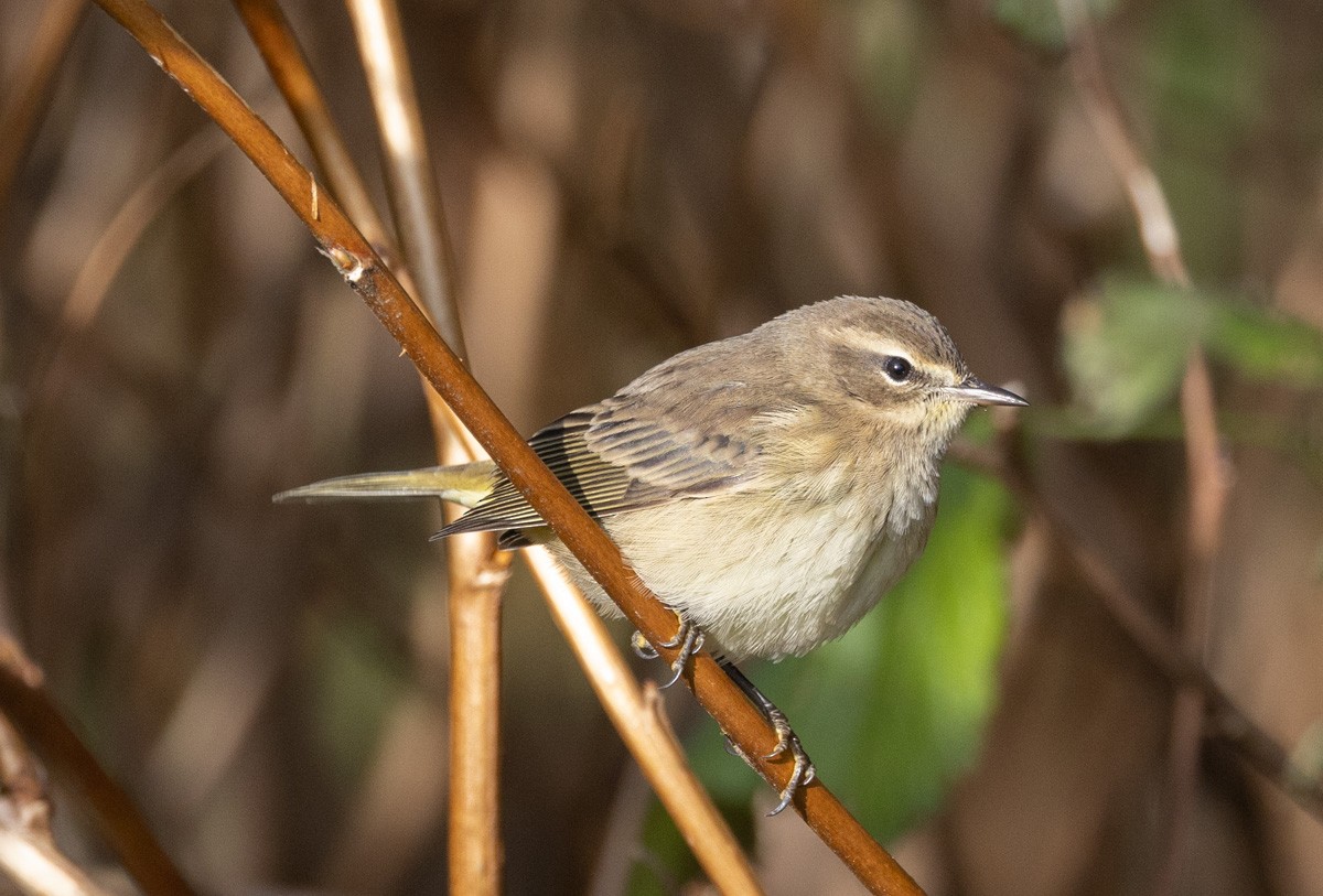 Palm Warbler - ML499604961