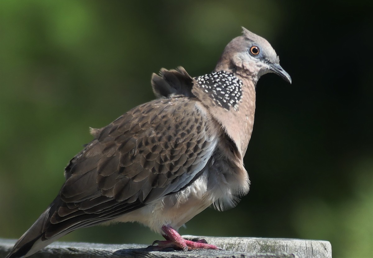 Spotted Dove - ML499605391