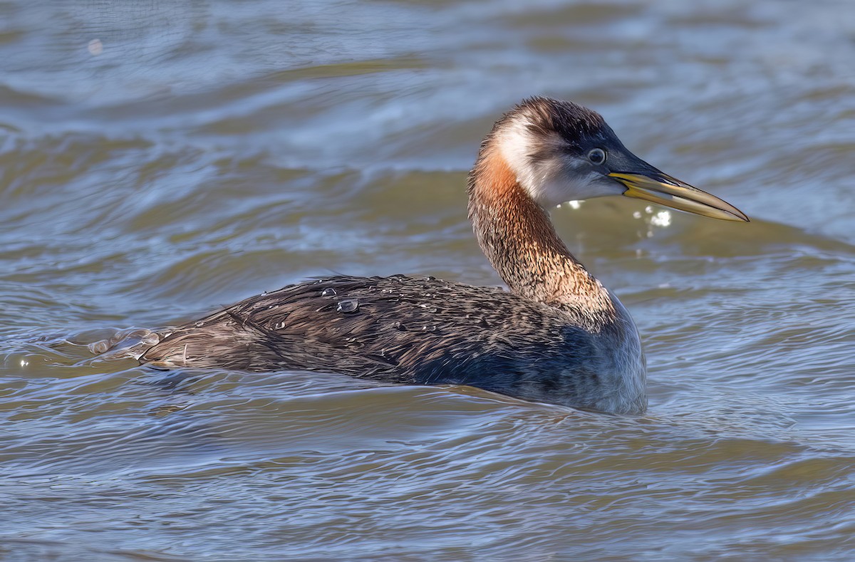 Red-necked Grebe - Nick Pulcinella