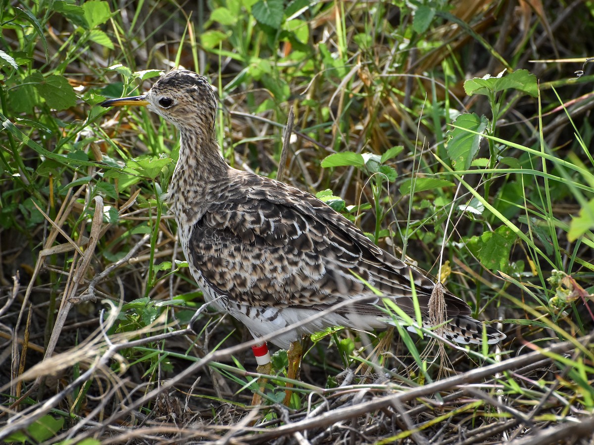 Upland Sandpiper - Antonio Ros