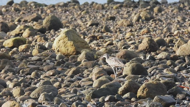 Far Eastern Curlew - ML499608341