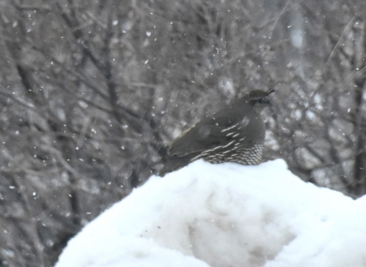 California Quail - ML49960931