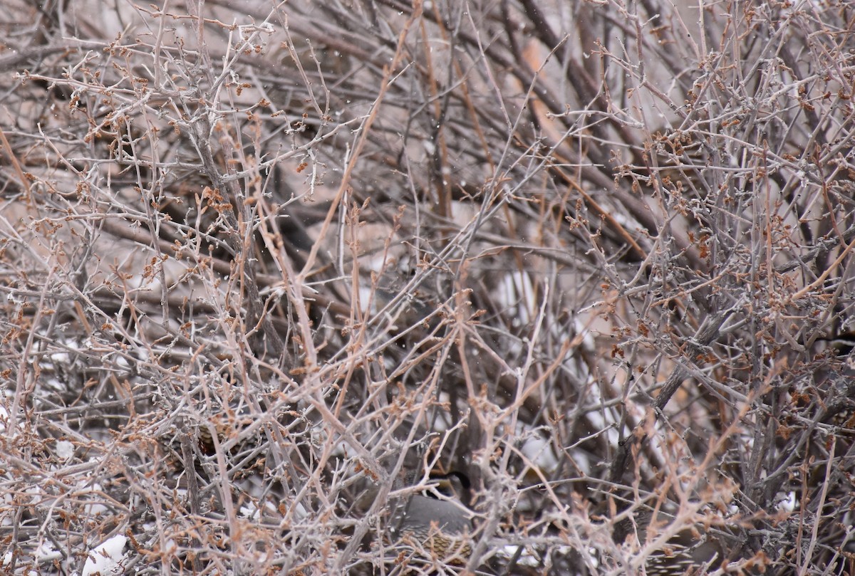 California Quail - ML49960961