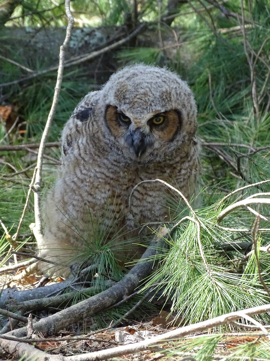 Great Horned Owl - ML499609811