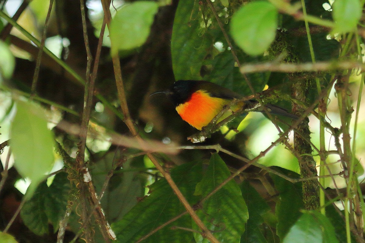 Black-throated Sunbird - ML499610121