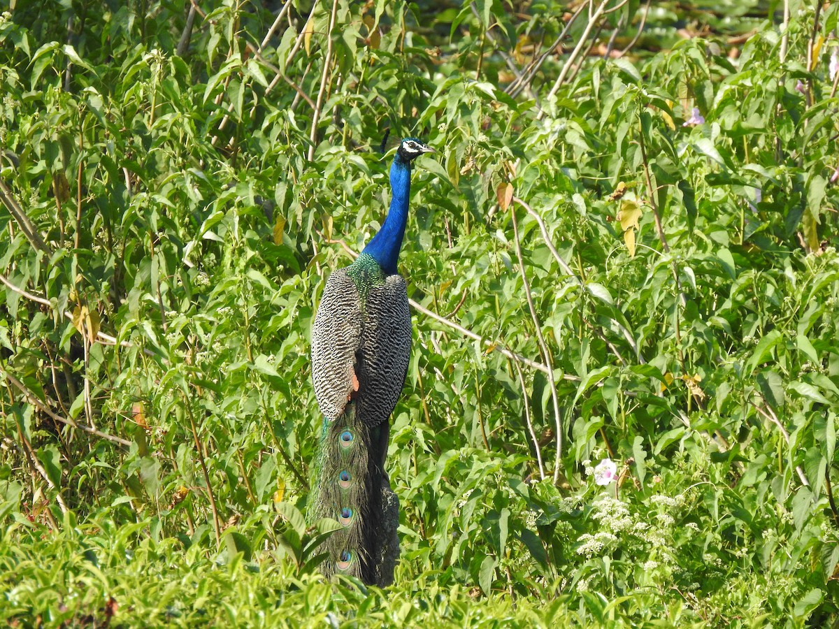 Indian Peafowl - ML499610901