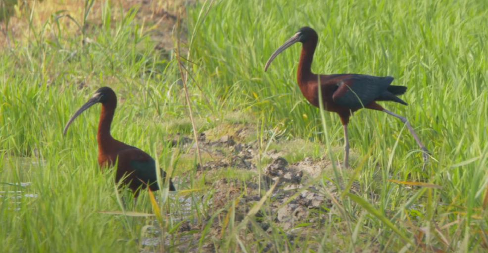 ibis hnědý - ML499611461