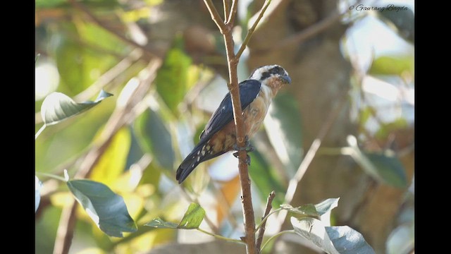 Collared Falconet - ML499612171