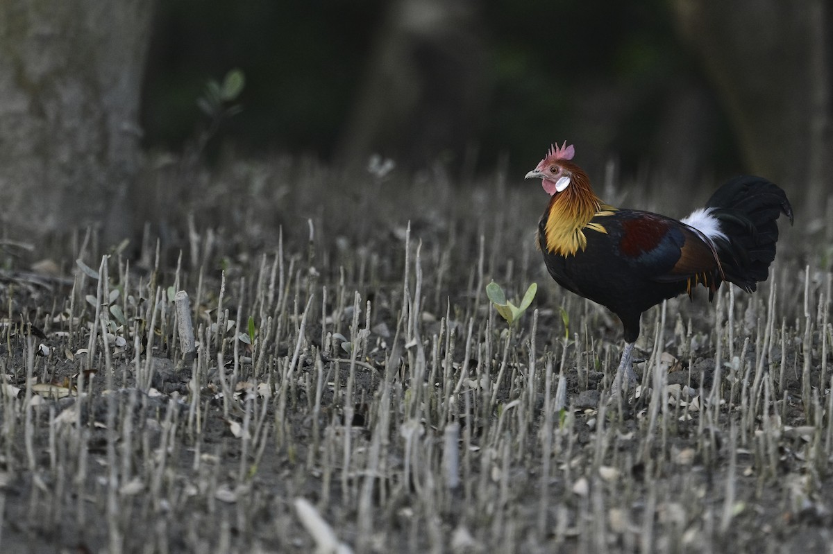 Red Junglefowl - ML499612381