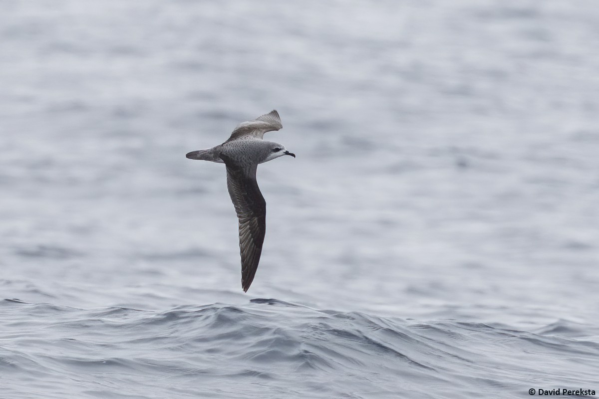 Cook's Petrel - David Pereksta