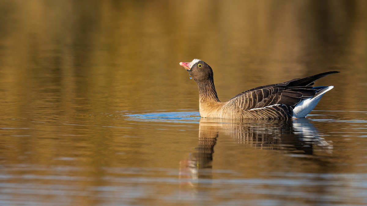 Lesser White-fronted Goose - Mustafa Kasapoglu