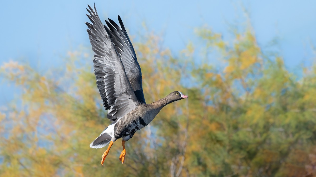 Lesser White-fronted Goose - ML499613381