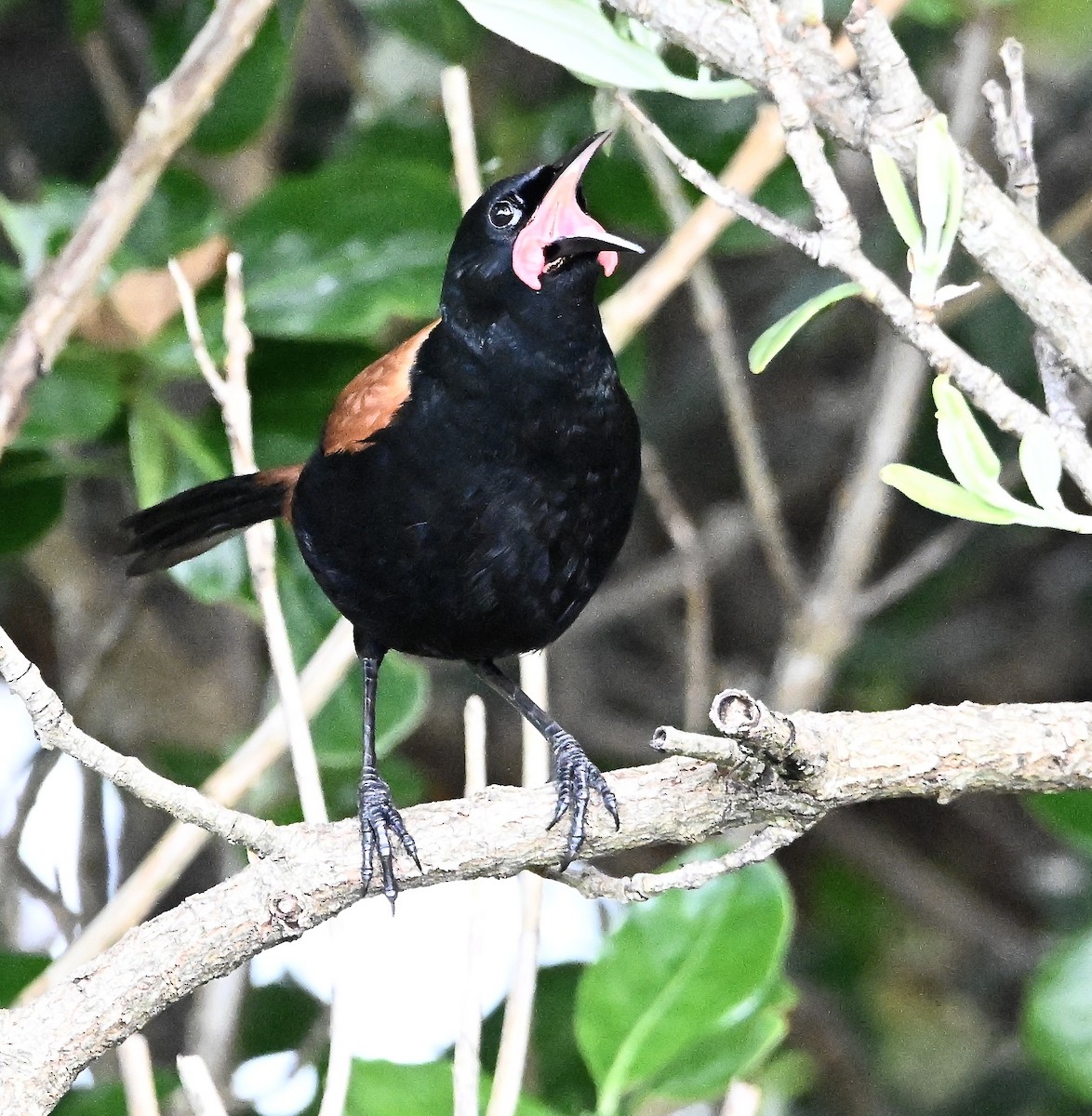 North Island Saddleback - ML499614311