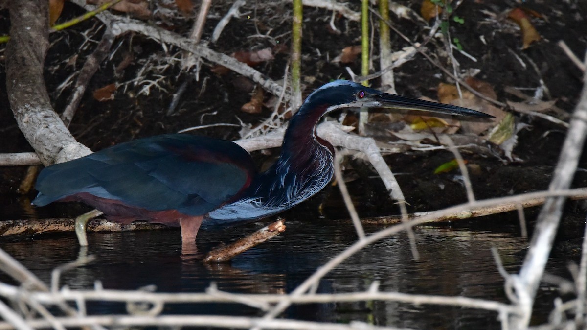 Agami Heron - ML49961531